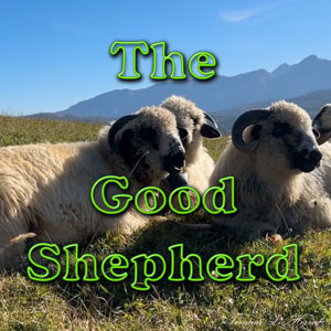 The Good Shepherd II
